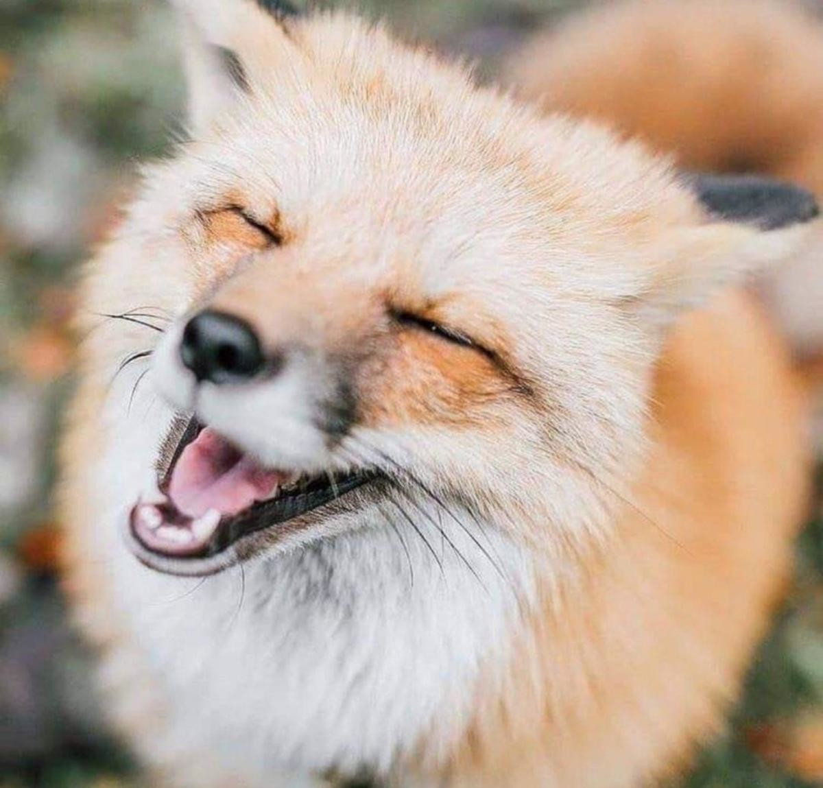 Радостная лиса фото