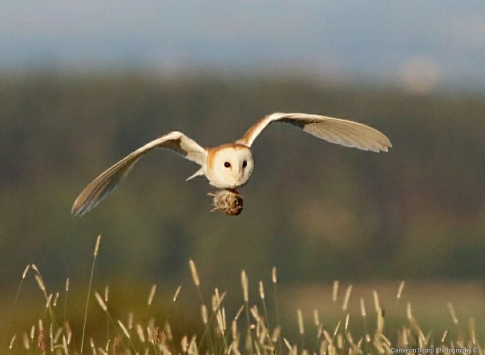 amazon owl delivers 191862321 added by theowlofmongrel at AIRBORNE