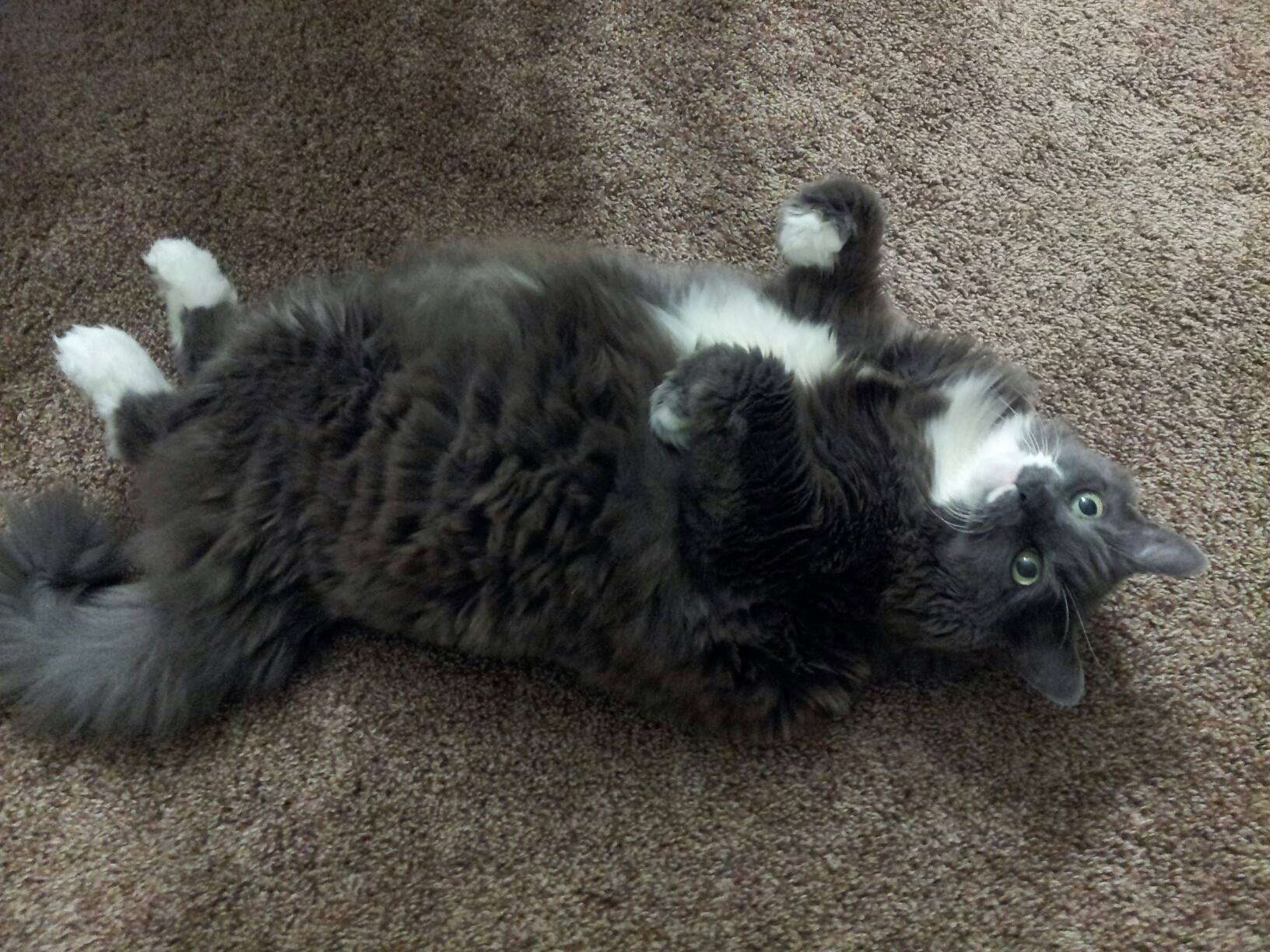 That third picture is actually a tumor. My cat we 142973222 added by