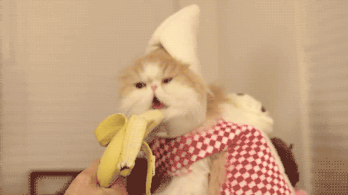 Banana cat. lol.