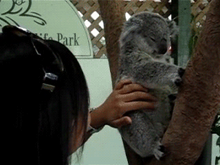 Happy koala is happy. Holy rampaging nipples, my first post and it gets 200+ thumbs? Why did i even leave in the first place.. Oh god... I've been on here way too long. I started on the front page o-e
