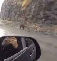 He picked up DiCaprio's scent. .. In case you ever thought you could outrun a bear...