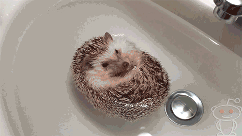 Hedgehog bath fun. Hedgehogs can float.. Oh, we can float? Neat!