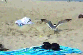 how to catch a seagull. .. Poor seagull.. :( Inb4 PETA, animal rights or anything like that