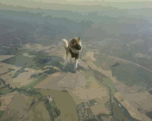 Its+raining+cats+one+of+them+looks+kinda+worried_5f9e42_4258721.gif