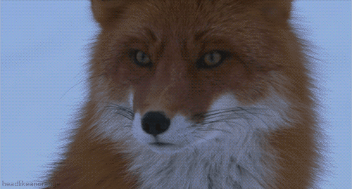 Male fox sees female fox. .. UWU OWO
