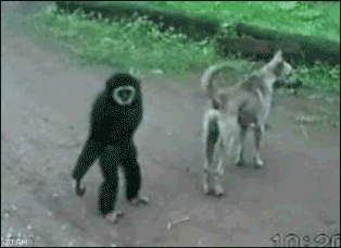 troll monkey. this monkey is a TROLL.. thats exactly how i imagined a troll would run