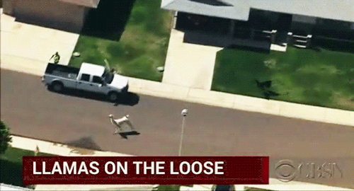 Two llamas escape. .