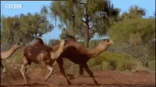 weird camels. nice sack.. Dats my dick