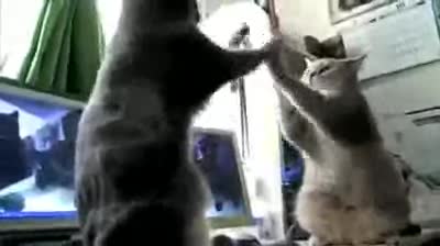 Funny Cat Video Dub Thing. Just a funny video a friend shared.