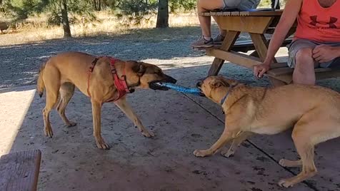 Dog park trip!. Just thought I'd share the pics and vids I took! Her name is Gogo, she is the malinois in the red harness and collar! join list: Spokane (40 sub