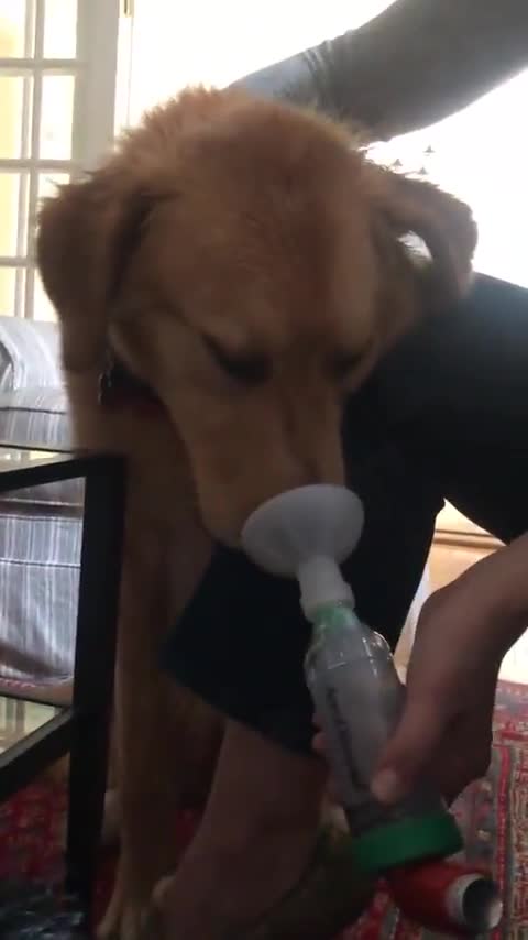 good girl. join list: Suesskram (448 subs)Mention History.. the fact that dogs can get asthma too gives me the sads