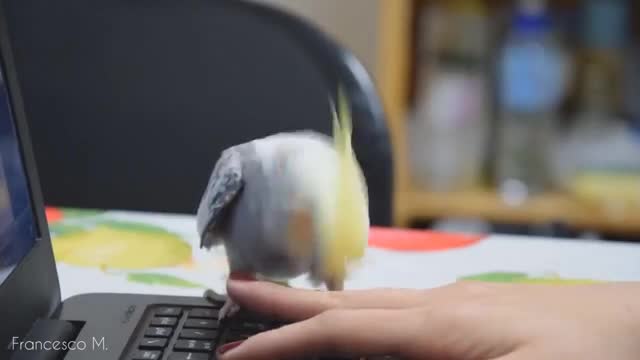 TYPING CLASS🐯 WITH BIRD. .. If he got to that keyboard