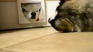 Monday's Cute Things Comp. How Often Should I Upload Once a Month, One Giant Comp Once a Week, around 10-20 webms/gifs per comp Twice a Week, Likely Monday and 