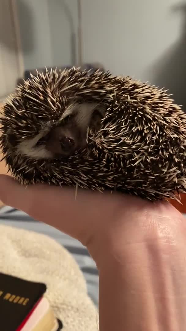 nom. join list: Suesskram (448 subs)Mention History.. I've been talking with a local breeder and I'm getting my own African pygmy hedgehog next month