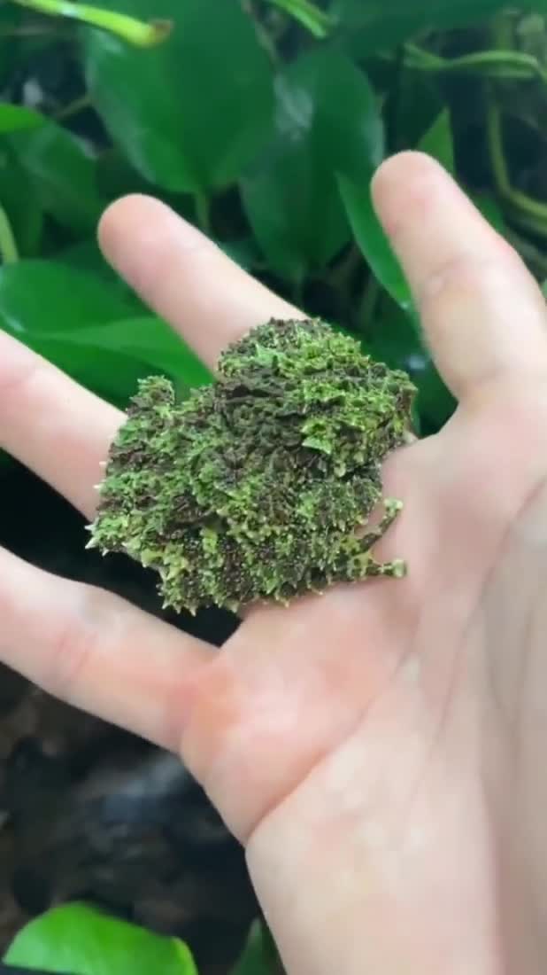 Vietnamese mossy frog. Theloderma corticale (common names: mossy frog, Vietnamese mossy frog, and Tonkin bug-eyed frog) is a species of frog in the family Rhaco