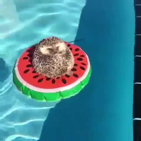 Monday's Cute Things - 5/11/2018. CUTE MEME OF THE DAY join list: CuteStuff (2112 subs)Mention History DID SOMEONE SAY LONG WEEKEND.. Hedgehog on an inflatable?