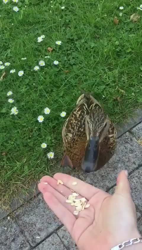 nom. join list: Suesskram (448 subs)Mention History.. Image related we have ducks and they'll eat right out of your hand as well, but this is pretty much their reaction if you walk up to them without food.