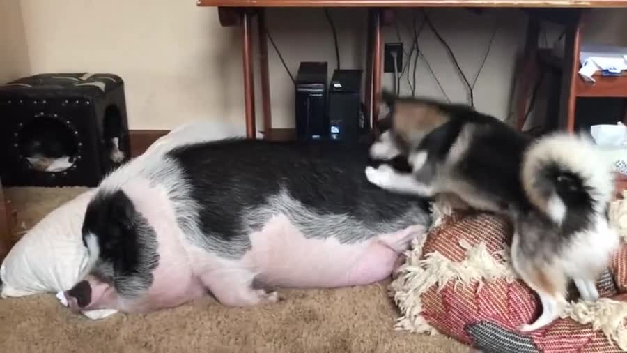 Thursday's Cute Things - 16/8/2018. CUTE MEME OF THE DAY join list: CuteStuff (2112 subs)Mention History wait this isn't google .. Holy the husky and the pig had my crying