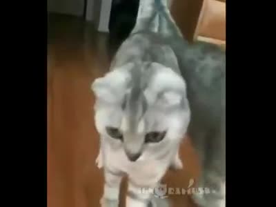 When you realize you're a cat. .. Bruh some cunt reposted this and got 300 more thumbs than you.