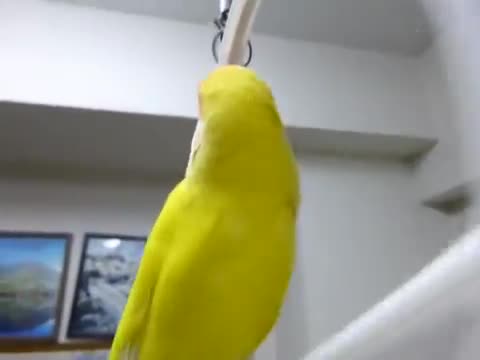 Swinging Love Bird of Death. Source: join list: AdorableBirds (199 subs)Mention Clicks: 1321Msgs Sent: 3632Mention History.. Should I do a love bird comp? What do you think?