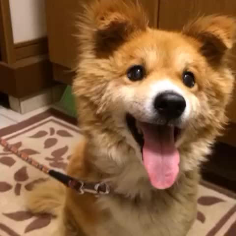 Monday's Cute Things Comp. How Often Should I Upload Once a Month, One Giant Comp Once a Week, around 10-20 webms/gifs per comp Twice a Week, Likely Monday and 