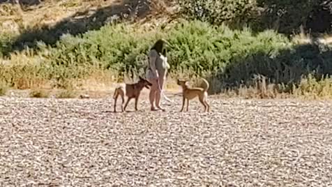 Dog park trip!. Just thought I'd share the pics and vids I took! Her name is Gogo, she is the malinois in the red harness and collar! join list: Spokane (40 sub