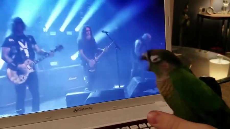 Metal birb. join list: QtStuff (844 subs)Mention History.. Also, can I get the youtube link for this?