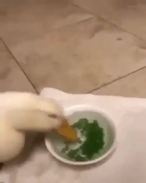 Hungry duck. .. That is a really, really fascinating thing to watch.