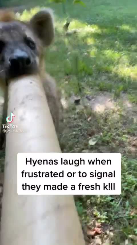 hyena is frustrated at the tube. join list: YeenPosting (66 subs)Mention Clicks: 1312Msgs Sent: 3514Mention History.. yeens