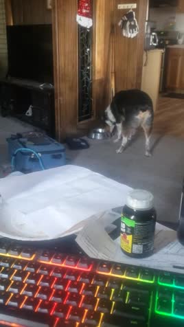 My dog autistic trying to figure out how to eat food. .