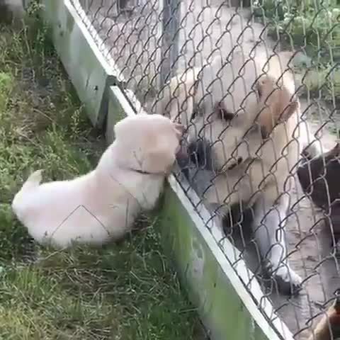Thursday's Cute Things - 1/6/2017. join list: CuteStuff (2112 subs)Mention Clicks: 129165Msgs Sent: 581681Mention History.. Why there fence between doggo and pupper? Let them be together.