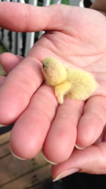 Bird Comp #4. join list: AdorableBirds (199 subs)Mention Clicks: 1321Msgs Sent: 3632Mention History.. have you ever seen something so pure and adorable it makes you cry? q - q