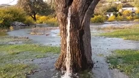 How. .. Underground water pipe damaged near xylem vessels