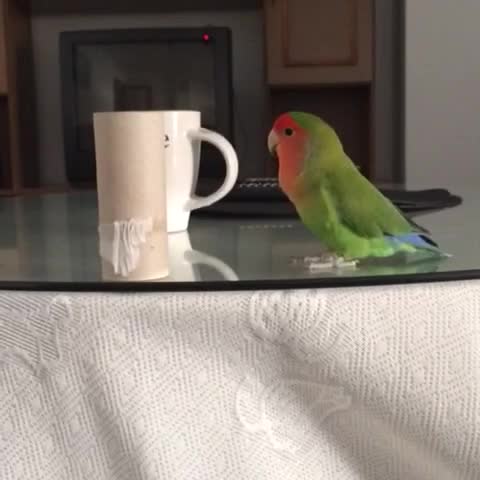 Thursday's Cute Things - 26/1/2017. join list: CuteStuff (2112 subs)Mention History Somebody once told me that cute things would get posted.. Can someone do an edit on the one where the birdo flips the toilet paper roll and make it like one of the ear rape water bottle flip videos?