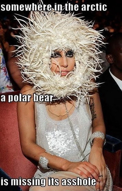 A Polar Bear is missing its asshole. Credit: ?. I 'kt) tin iii an ieft l " iit. I wonder why I automatically assumed that, that was Lady Gaga.