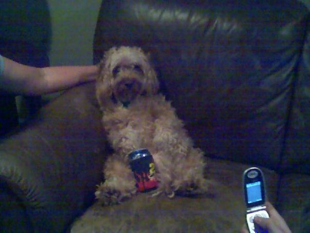 after a long day of fetch. my aunts dog jumped on the couch and was just sitting there, so we gave her a beer..