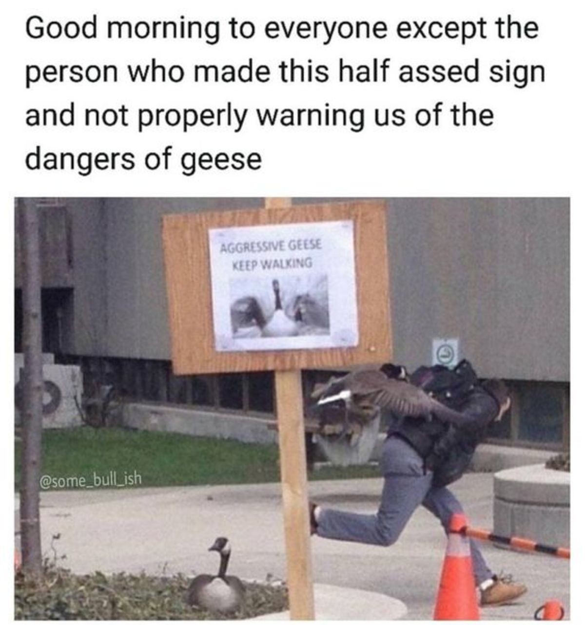 Aggressive geese. .. Sign says be careful of geese guy walks past &quot;I ain't afraid of no geese&quot; Goose up guy Complain about sign not being clear enough on anger level of ge