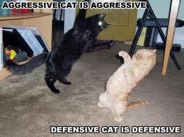Agressive vs Defensive. Cat vs cat.....whos gonna win.. Nosy Cat is Nosy