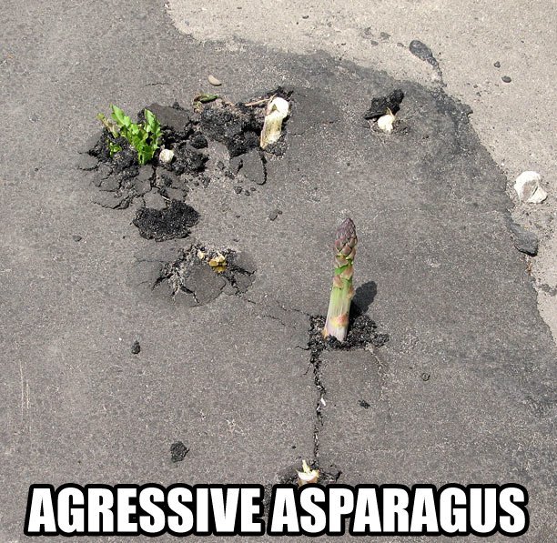 Agressive Asparagus. .