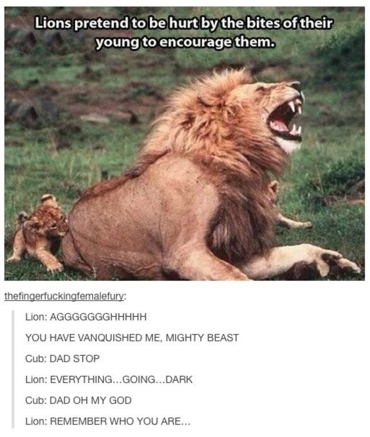 Aminals 4. . Lions pretend to be hurt by the bites of their young to encourage them. YOU HAVE VANQUISHED ME, MIGHTY BEAST Cub: DAD STOP Cub: DAD '' MY GOD Lion: