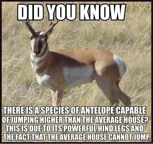 Antelope Antelope