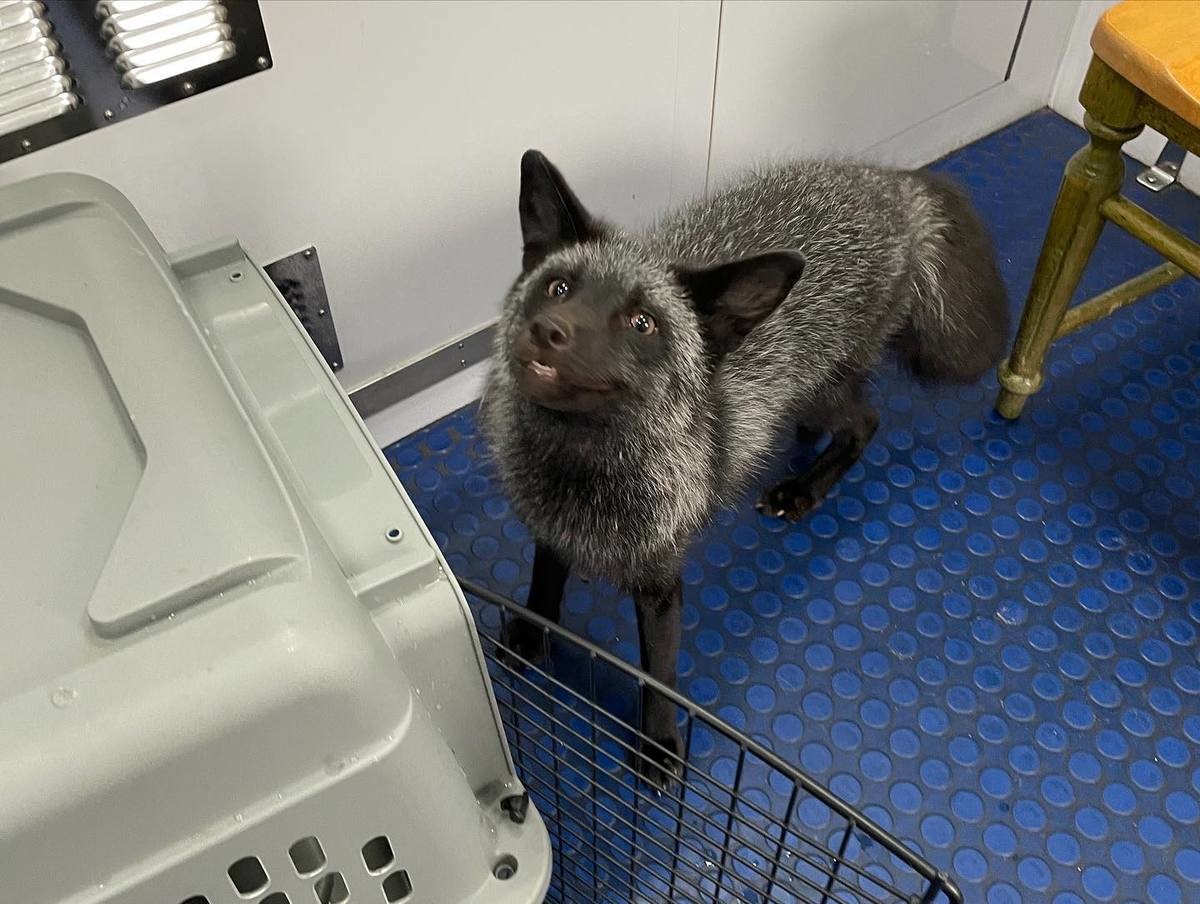 At the vet. join list: RescueCritters (53 subs)Mention History Coral the silver fox at the vet today, She lives at Pawsitive Beginnings then she got to go to th