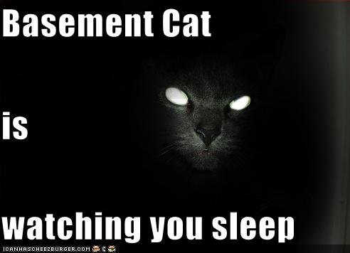 Basement Cat. My first pic! YAY!! This humble picture might be a start to a new era!!!.. I made the caption on