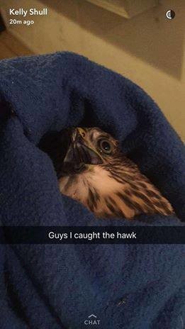 Bird Comp 4. join list: AdorableBirds (199 subs)Mention History. Guys I caught the hawk CHAT. i love me some birb join list: CuteStuffMention History