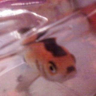 fish.. bought this fish from petco that looks exactly like Hitler, it is insane how similar they look... heil mein fishler? this could be the new ruler of the Grammar Nazis!