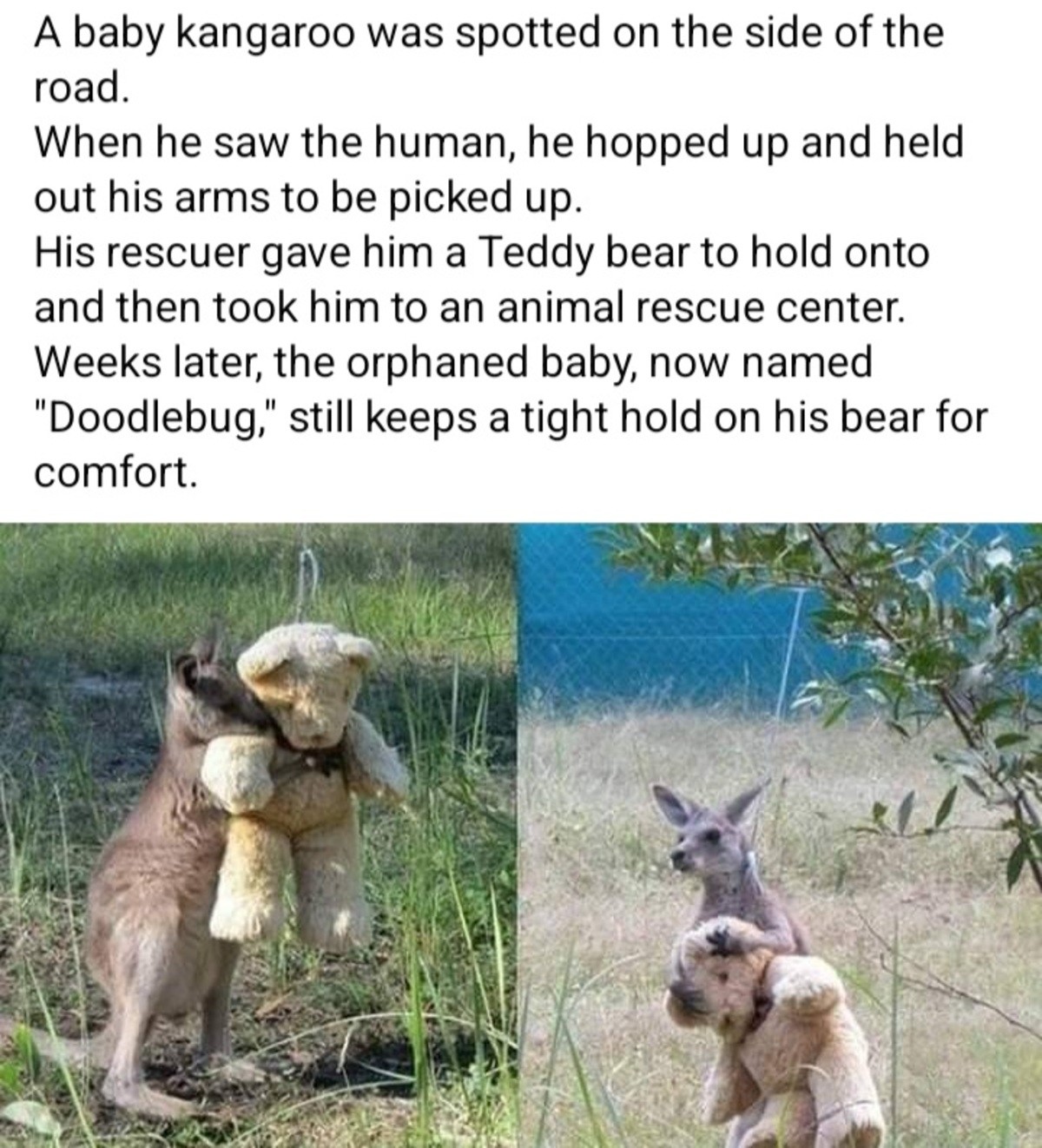 bolstered Louse. .. Kangaroos are neat animals, they're super cute and cuddly, until they ain't. They go from living teddy bear, to pcp addled welterweight, in the blink of an eye.