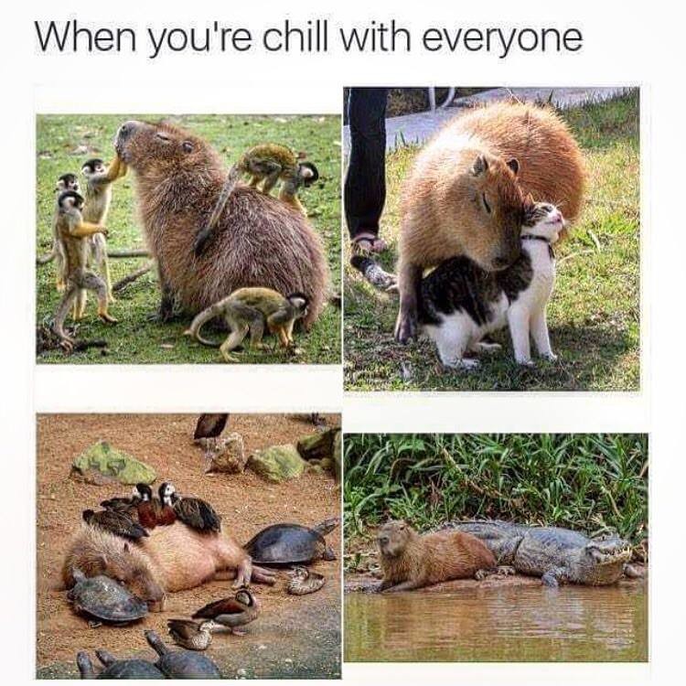 capybara. . you' re chill with everyone. So cute