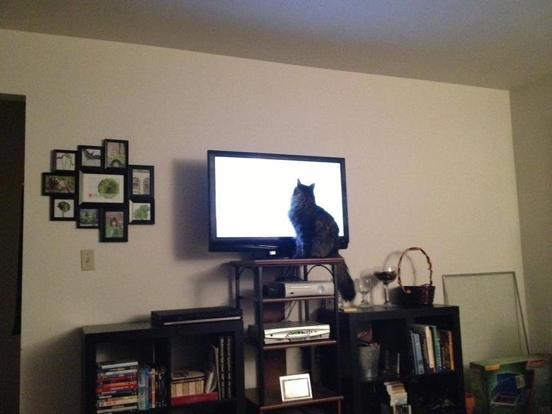 Cat watching tv. If the cat isn't careful it'll get square eyes.