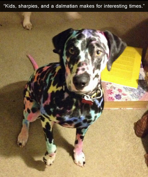 colour. Dalmatians have black and white coloration. This picture is stating that his/her kids have colored their dog in permanent marker.. Kids, sharpies, and a